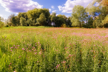 Centaurea Scabiosa flowers with buds,  also known as  greater knapweed, is growing in the meadow close to the Dnieper River in Kiev, Ukraine, under the warm summer sun