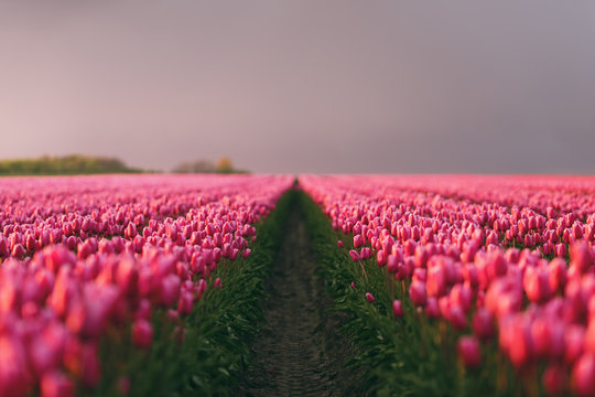 Tulpenfeld bei Sonnenuntergang