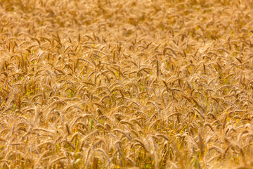 Dichtes Kornfeld vor der Ernte im Nachmittagslicht