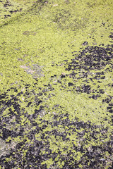 Green moss on a rock