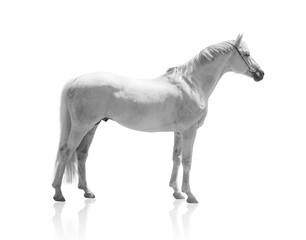 white horse isolated of on the white background
