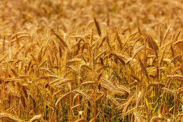 gesunde Landwirtschaft Kornfeld goldene Ähren vor der Ernte, Sonne Sonnenlicht Nachmittag biologischer anbau bio landwirt sommerernte dichte ähren rich harvest golden wheat biologischer anbau dinkel 