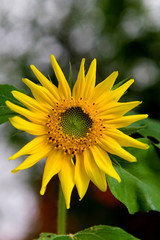 A flower of a sunflower with unripened seeds.