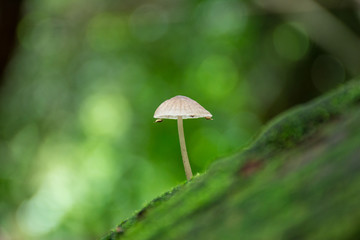 mushroom