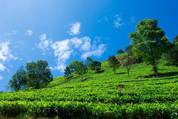 Fototapeta na wymiar Tea plantation