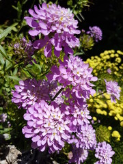 Fototapeta premium Pink Flowers
