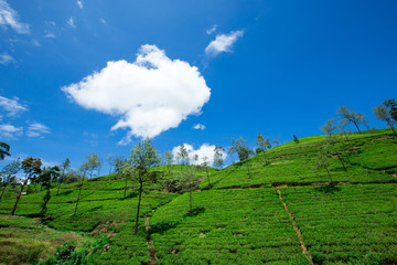 Tea plantation