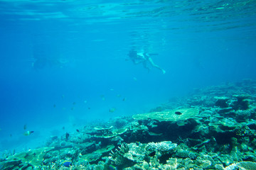 Fototapeta na wymiar underwater scene with copy space