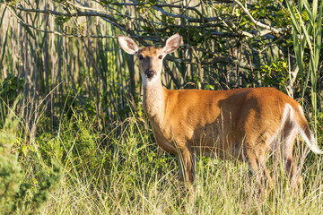 Fototapeta premium Deer on Fire Island