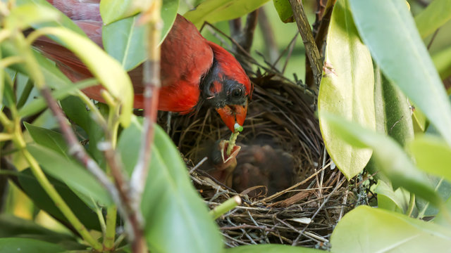 Male cardinal feeding a catapillar to its young