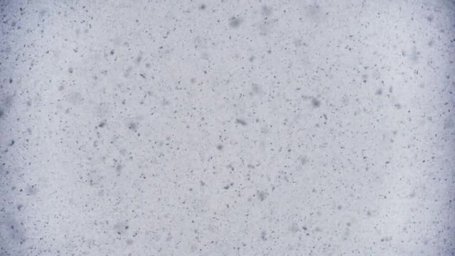 Snowflakes specs falling behind a background of complete whiteness.