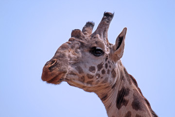 giraffe