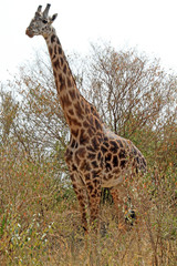 giraffe