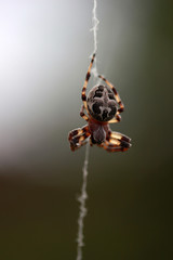 Spider 