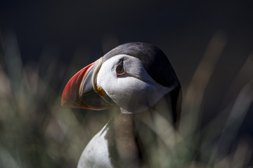 Atlantic puffin in Iceland