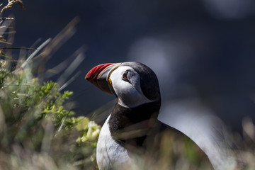 Obraz premium Atlantic puffin in Iceland