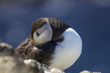 Atlantic puffin in Iceland