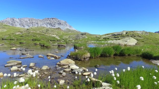 4K - Laghetto alpino - fiori (Tussock Cottongrass) 