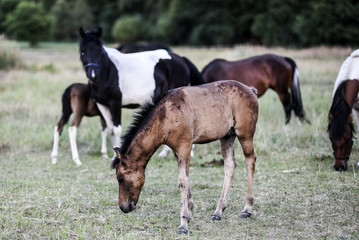 Foal in a pasture with other horses in the background, eating grass