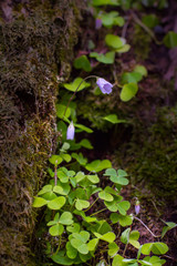 Oxalis flowers in forest moss