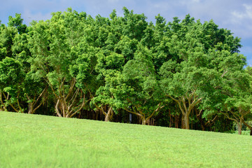 Green field and blue sky in cloudy day