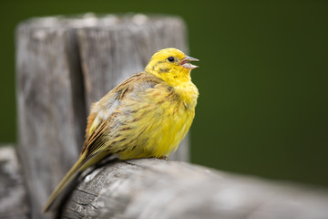 Yelow bird