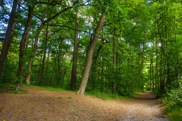 Beautiful pine forest at summer time