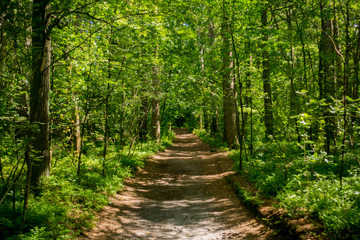 Beautiful pine forest at summer time