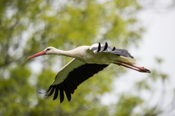 flying stork