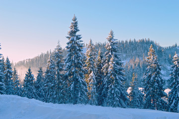 Winter Fir trees illuminated by sunbeams, mountains at the background
