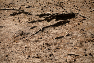 Cones and roots on the ground in the pine woods