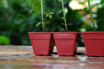 A small wooden pot is placed on a wooden table for aesthetics.