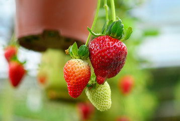 fresh strawberry from cold winter