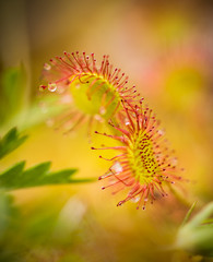 A beautiful round leaved sundew in a marsh after the rain. Shallow depth of field closeup macro photo.