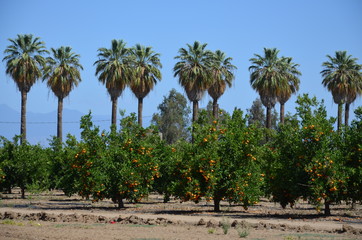 orange grove