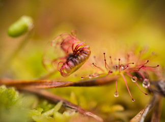 A beautiful round leaved sundew in a marsh after the rain. Shallow depth of field closeup macro photo.