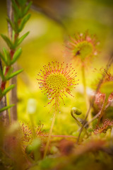 A beautiful round leaved sundew in a marsh after the rain. Shallow depth of field closeup macro photo.