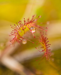 A beautiful round leaved sundew in a marsh after the rain. Shallow depth of field closeup macro photo.