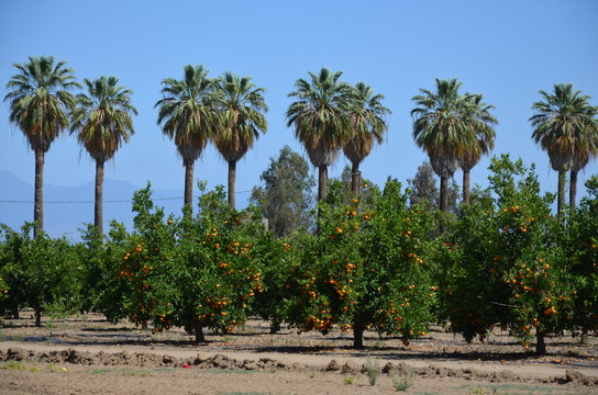 Orange Grove