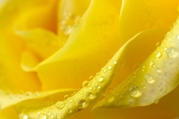 Close-up view of beatiful yellow rose with water drops