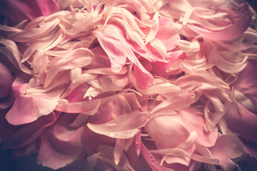 Pink peony flower petal background. Paeonia lactiflora.