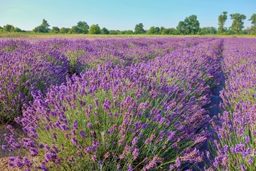 Beautiful Lavender Field, Male Levare- Slovakia, Europe- JULY.6.2017
