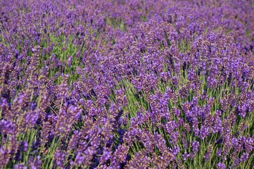 Naklejka premium Beautiful Lavender Field, Male Levare- Slovakia, Europe- JULY.6.2017