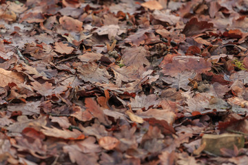 natural brown autumn leaves on the ground in a forest