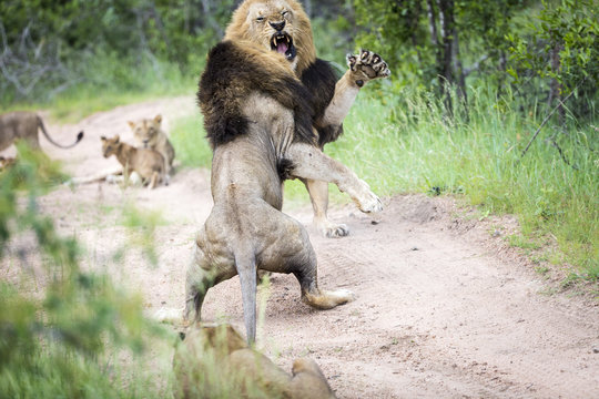 Lion fight 