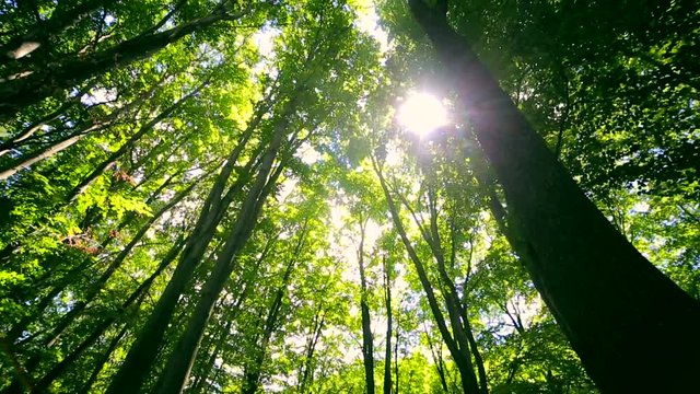 sun's rays are shining through the leaves of the trees in the forest. The camera moves down the hill