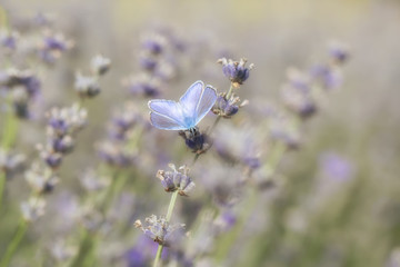 Butterfly on Lavender bushes, macro, closeup