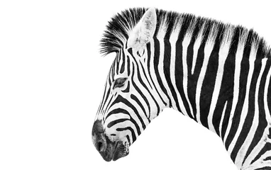 Zelfklevend Fotobehang Zebra high key © Sheldrickfalls