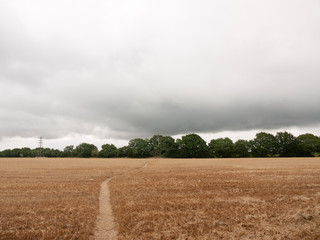 overcast uk crop field harvested with walk path through