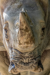 Fototapeta na wymiar White Rhinoceros